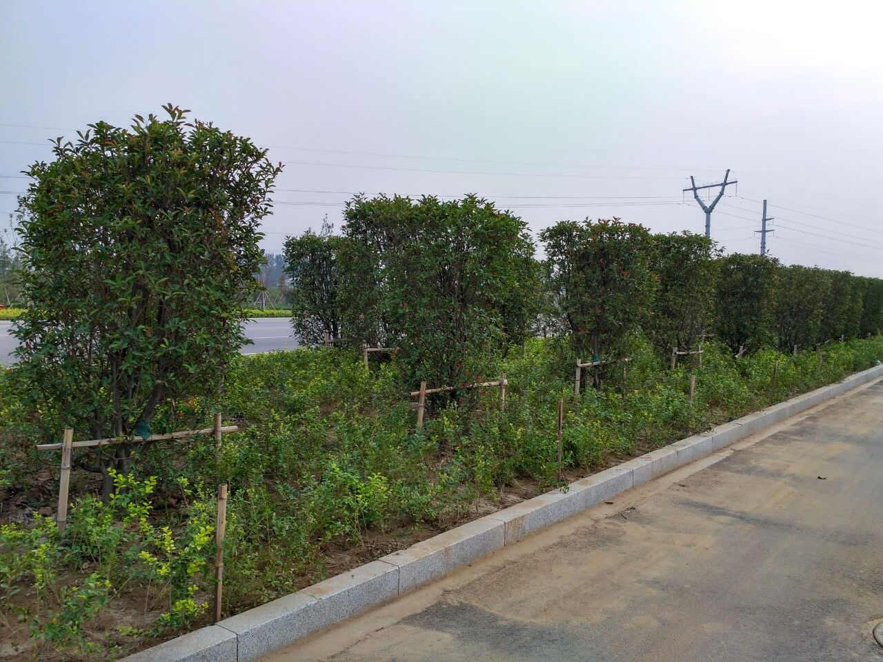 鄄城县长江大街道路绿化工程
