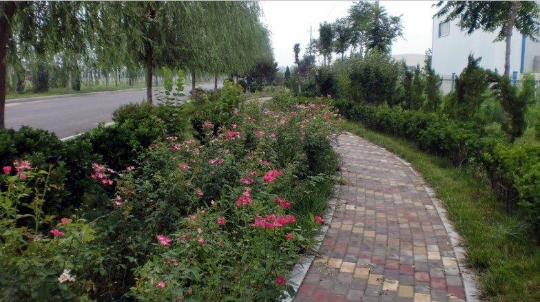 商河县城区产业园创新路南段西侧道路绿化工程