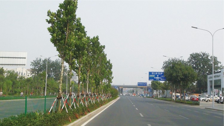 济南市济齐路道路改造绿化工程施工第一标段